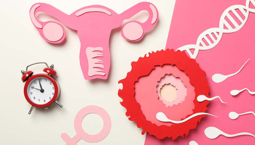 Ovulation Problems: Why You May Not Be Releasing an Egg Regularly